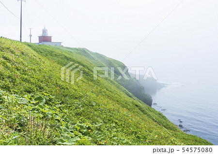 霧多布岬と満開のエゾカンゾウ 54575080