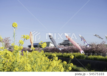 免々田川　桜　菜の花 54575103