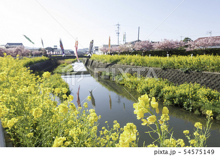 免々田川　桜　菜の花 54575149