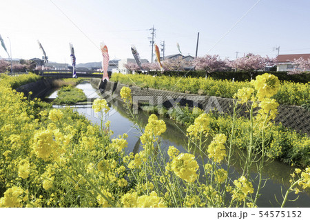 免々田川　桜　菜の花 54575152