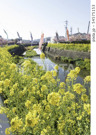 免々田川　桜　菜の花 54575153