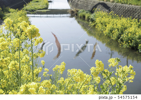 免々田川　桜　菜の花 54575154