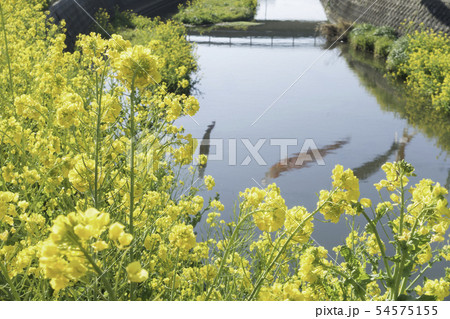免々田川　桜　菜の花 54575155