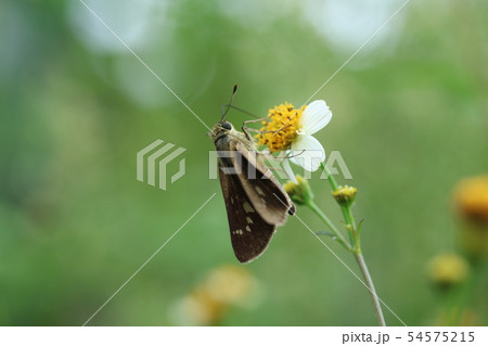 コシロノセンダングサと一文字セセリ 54575215