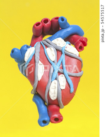 Anatomy of Human Heart Anatomy of Human Heart 54575517