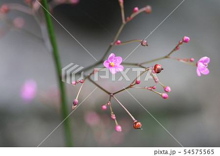 ハゼラン（爆蘭） 54575565