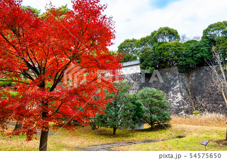 東京 皇居 紅葉の乾通りから見る富士見多聞 54575650