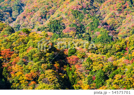 竜神大吊橋からの風景・秋 54575701