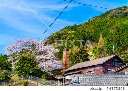 陶芸の里（中尾山）と桜　【長崎県東彼杵郡波佐見町】 54575808