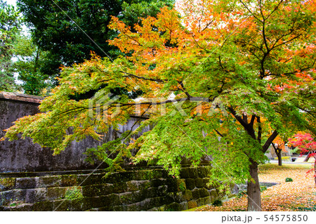 東京 皇居 紅葉の乾通り 54575850