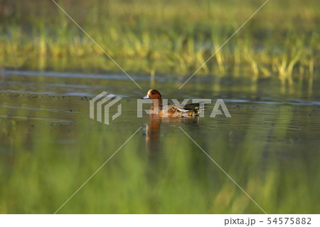 Eurasian Wigeon, Bhigavan, Pune, Maharashtra India Eurasian Wigeon, Bhigavan, Pune, Maharashtra India 54575882