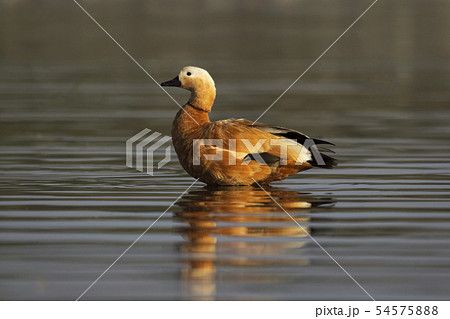 Brahminy duck, Bhigvan, Pune, Maharashtra, India Brahminy duck, Bhigvan, Pune, Maharashtra, India 54575888