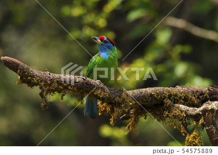 Blue-throated barbet, Sattal, Uttarakhand, India 54575889