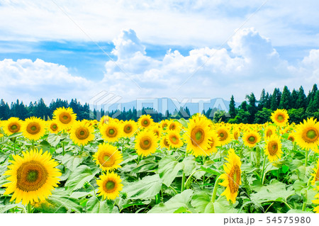 向日葵 （津南ひまわり広場） 54575980