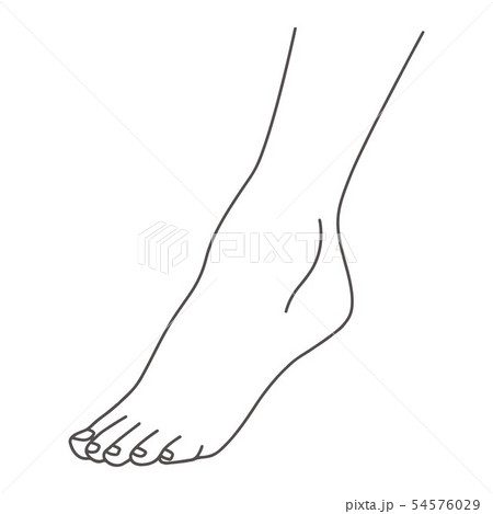 Female foot, leg standing on toes, line drawing of feet, isolated on white background vector 54576029