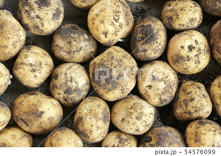 ジャガイモの収穫 54576099