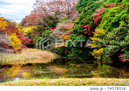 東京 皇居 紅葉の乾通り 道灌濠 54576516