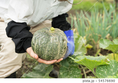 かぼちゃの収穫の写真素材