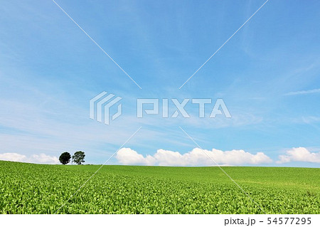 北海道 青空と美瑛の風景 北海道 青空と美瑛の風景 54577295