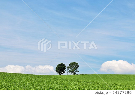 北海道 美瑛 青空と親子の木 北海道 美瑛 青空と親子の木 54577296