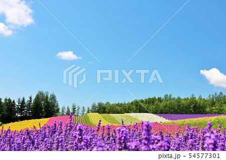 北海道 夏の青空と彩りの花畑の写真素材