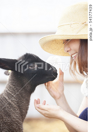 綿羊農家 54577439