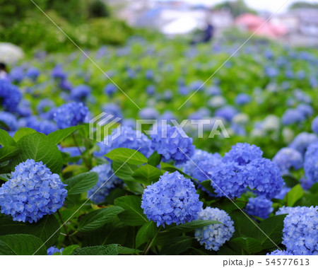 男鹿市北浦　雲昌寺の紫陽花 54577613