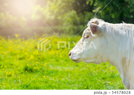 White Cow at the Green Meadow White Cow at the Green Meadow 54578028