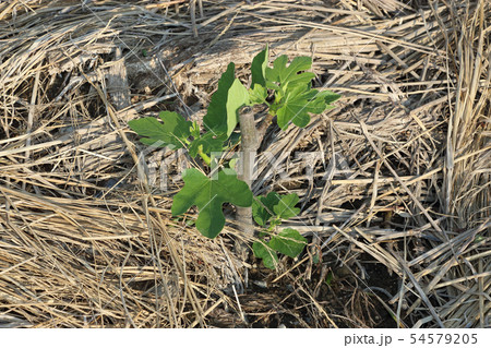 いちじくのさし木 54579205