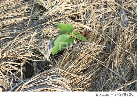 いちじくのさし木 54579206