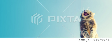 Cute gray cat shouts with open mouth 54579571