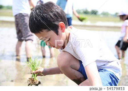 田植え体験 54579853