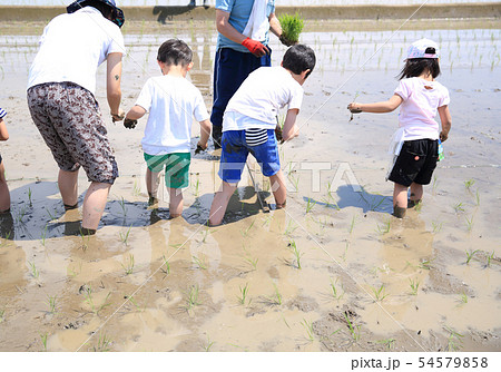 田植え体験 田植え体験 54579858