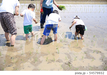 田植え体験 田植え体験 54579932