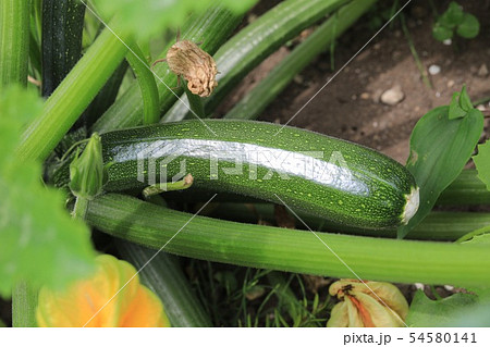 ズッキーニ 54580141