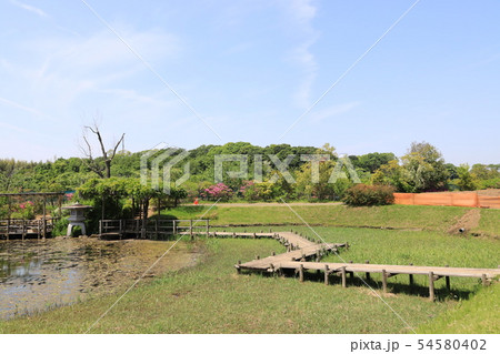 千葉県野田市清水公園の風景 54580402