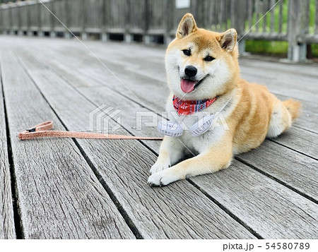 柴犬 犬 夏 扇風機 ミニファン 散歩の写真素材