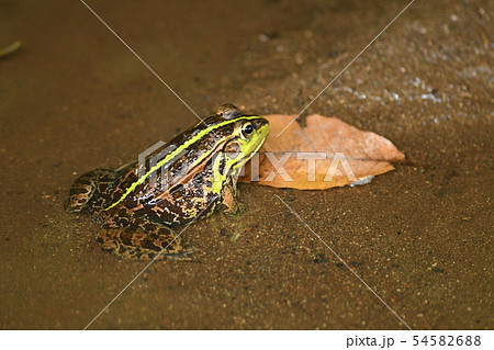 トウキョウダルマガエル トウキョウダルマガエル 54582688