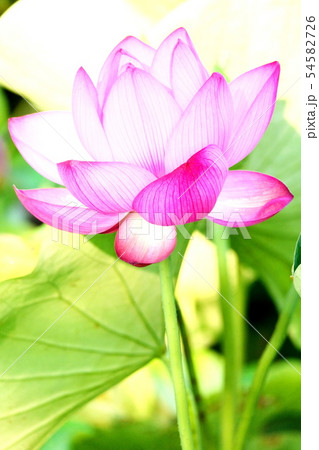 蓮の花の印象 蓮の花の印象 54582726