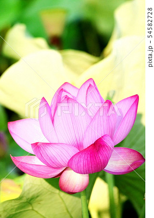 蓮の花の印象 蓮の花の印象 54582728