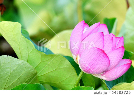 蓮の花の印象 蓮の花の印象 54582729