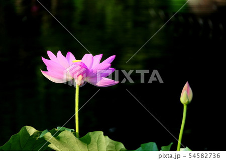 蓮の花 蓮の花 54582736