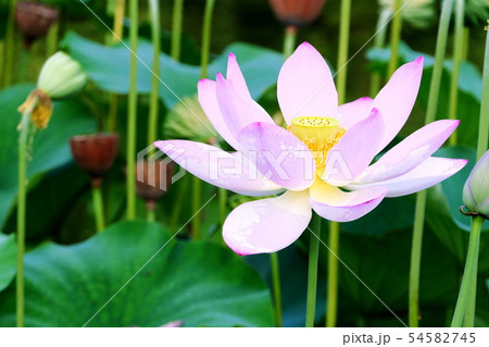 蓮の花 蓮の花 54582745