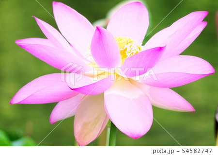 蓮の花の印象 蓮の花の印象 54582747