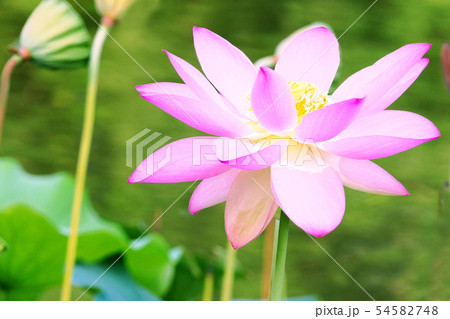 蓮の花の印象 蓮の花の印象 54582748