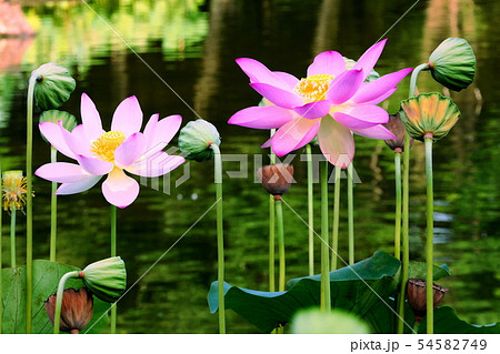 蓮の花 蓮の花 54582749