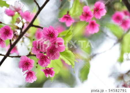桜 さくら サクラ 54582791