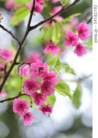 花 フラワー お花 54582792