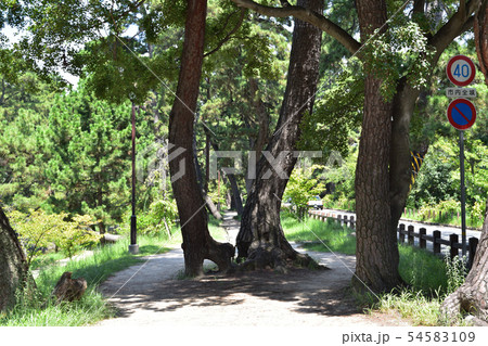 夙川河川敷の松並木の風景 夙川河川敷の松並木の風景 54583109