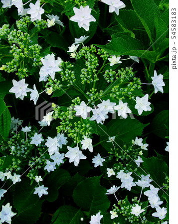 額紫陽花 スミダノハナビの写真素材 5451